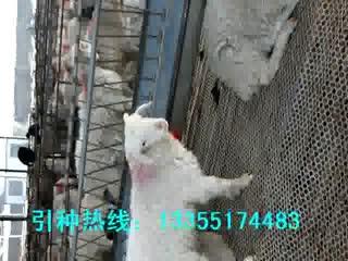 哪里有小羊仔-小尾寒羊养殖场-小尾寒羊羊羔4.flv