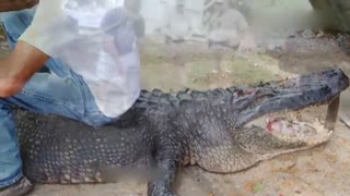男子为复仇杀死食人鳄鱼 腹中发现朋友尸块