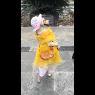 汪星人这是要逆天的节奏啊