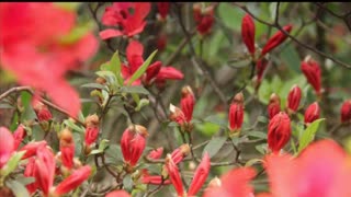 中国十大名花【繁花似锦的杜鹃】