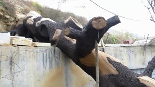 水泥仿大树--袁洪亮景观艺术培训学校