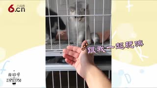 和铲屎官玩耍的小猫 19.1.1