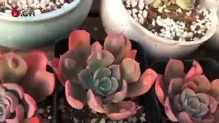 你知道如何种植多肉吗 17.11.16