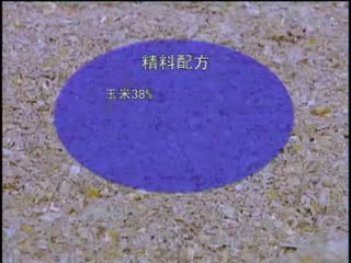 西门塔尔牛养殖场-品种介绍-西门塔尔牛养殖技术视频.flv