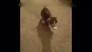 小哈士奇发飙