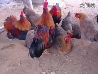 六间房秀场真人主播东方不败哪户外直播