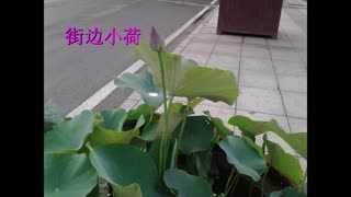 一又二分之一的夏天——之荷花节