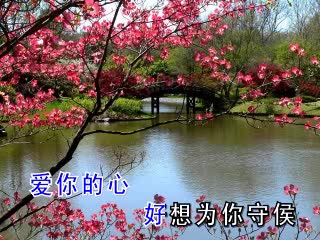 爱情的苦酒 秋叶