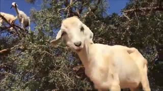 吃货为了吃 太拼命了