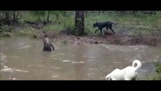 实拍德国獒犬与袋鼠打架，头被袋鼠强按水中