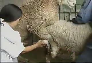 养羊必看-肉羊标准化饲养技术全集（下）.flv