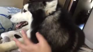 二哈乱入！！！阿拉斯加撒欢