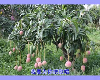 杨开学-永德芒果香（原版）