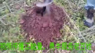 非常轻便好用的勇丰小型挖坑机