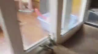 两只小奶猫打架