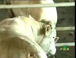 养牛技术教程3_高效养牛-引进外国肉牛品种介绍.flv