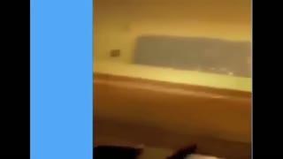 喵星人与汪星人   各种可爱各种萌