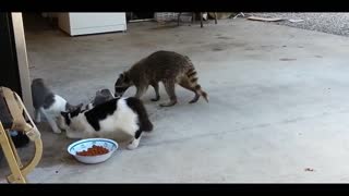 小浣熊当着猫咪的面去偷猫粮