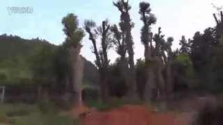 大香樟树，骨架香樟较强的吸滞粉尘的能力