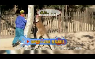 袋鼠你好强大