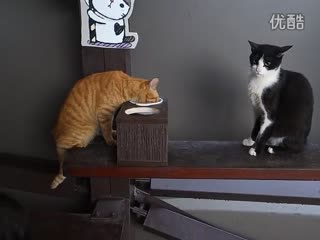 猫咪打架武汉逸术家建筑装饰材料有限公司
