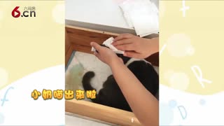 猫妈妈生小宝宝啦 18.9.22