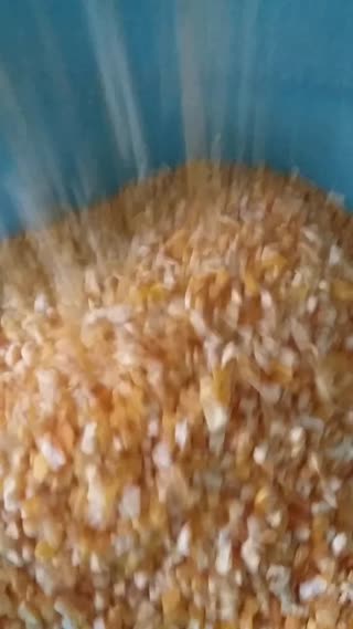 鲁曹高新加工玉米碴子机玉米大碴子