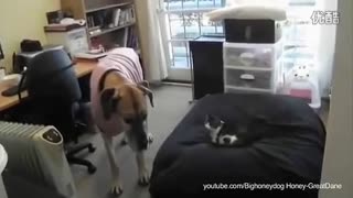 笑喷 给狗狗画上眉毛后太逗了