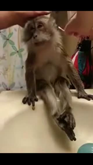 别烦我！我只想做一只安静的美猴王