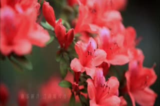 郑璐-井冈杜鹃红(原版)
