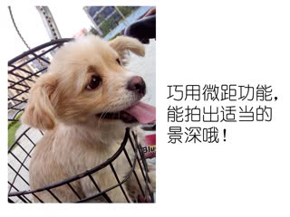挑战iPhone三星摄像头 小刚手机实拍图震撼上线