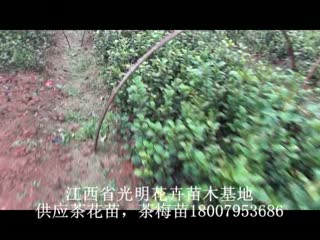 茶花苗1