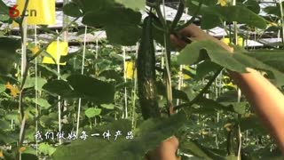 吉米呷呷宣传片