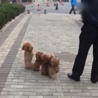 当代军犬风采