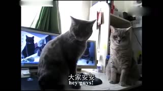 脑洞大开 喵星人吵架