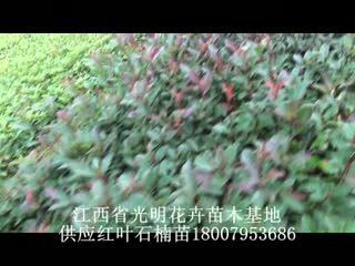 红叶石楠苗1