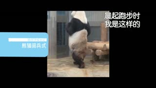 熊团子成长记 温馨视频