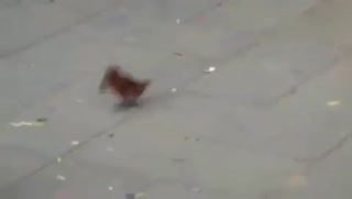 以前我也有一只这样的鸟，后来它带着我的钱飞走了…….