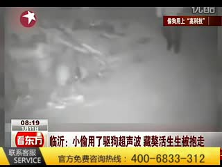 乀z第二代超声波驱狗器捕狗非常了得ヤ超声波驱狗器有用吗㊣小小捕狗器方圆十里无狗叫～我是信了 标清