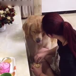 这幽怨的小眼神 都流口水了