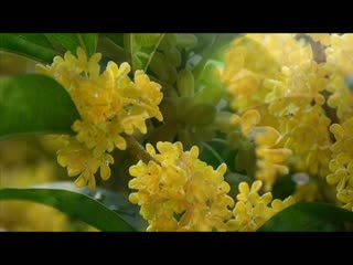 中国十大名花【金秋娇子桂花】