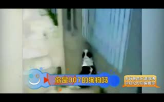 汪星007