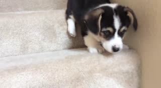 柯基犬下楼梯
