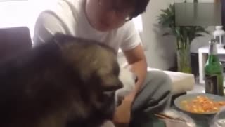 主人用东北话训斥哈士奇