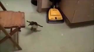 一摸肚子就激动的小企鹅