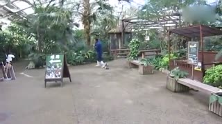 小企鹅是跟屁虫 一摇一摆的好可爱